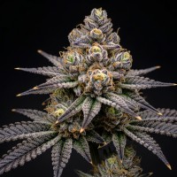 ΑΝΘΟΣ Black Death II Extreme Hydro, 3gr