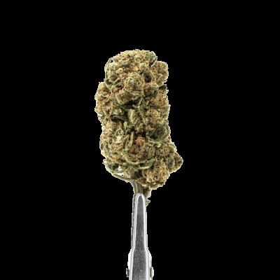 ΑΝΘΟΣ CBD 100% CRITICAL X - GLASSHOUSE, 5grams